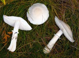 Leucoagaricus naucinus.